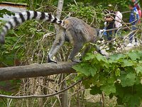 Besuch im Affenwald Bild: Besuch im Affenwald