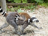 Besuch im Affenwald Bild: Besuch im Affenwald