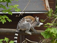 Besuch im Affenwald Bild: Besuch im Affenwald