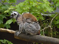Besuch im Affenwald Bild: Besuch im Affenwald