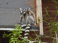 Besuch im Affenwald Bild: Besuch im Affenwald