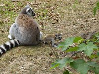 Besuch im Affenwald Bild: Besuch im Affenwald