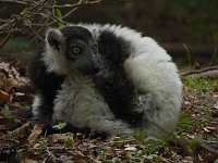 Besuch im Affenwald Bild: Besuch im Affenwald