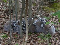 Besuch im Affenwald Bild: Besuch im Affenwald