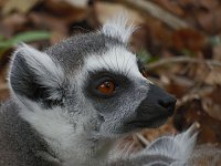 Besuch im Affenwald Bild: Besuch im Affenwald
