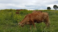 Beweidung Bild: Beweidung