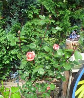 Bild: K&ouml;nigin der Blumen