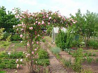 Bild: K&ouml;nigin der Blumen