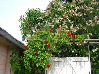Bild: K&ouml;nigin der Blumen