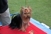 Bild: Hunde auf dem Possen