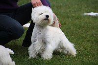 Bild: Hunde auf dem Possen
