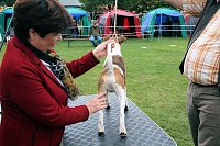 Bild: Hunde auf dem Possen