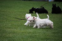 Bild: Hunde auf dem Possen