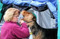 Bild: Hunde auf dem Possen