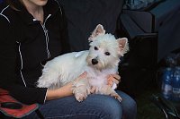 Bild: Hunde auf dem Possen