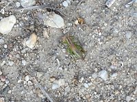 In der Elbe gefunden Bild: In der Elbe gefunden