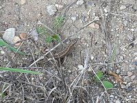 In der Elbe gefunden Bild: In der Elbe gefunden