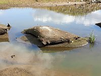 In der Elbe gefunden Bild: In der Elbe gefunden