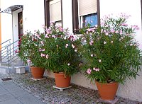 Stadt Frankenhausen sagt Danke Bild: Stadt Frankenhausen sagt Danke