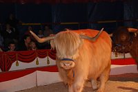 Circus Rolina gastiert in Nordhausen Bild: Circus Rolina gastiert in Nordhausen