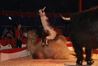 Circus Rolina gastiert in Nordhausen Bild: Circus Rolina gastiert in Nordhausen