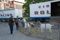 Circus Rolina gastiert in Nordhausen Bild: Circus Rolina gastiert in Nordhausen