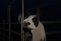 Circus Rolina gastiert in Nordhausen Bild: Circus Rolina gastiert in Nordhausen
