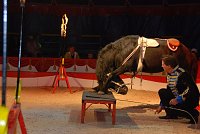 Circus Rolina gastiert in Nordhausen Bild: Circus Rolina gastiert in Nordhausen