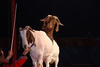 Circus Rolina gastiert in Nordhausen Bild: Circus Rolina gastiert in Nordhausen