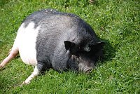 Bild: Tierheimfest  in Nordhausen