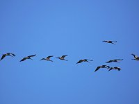 Die Flugschau ist eröffnet Bild: Die Flugschau ist eröffnet