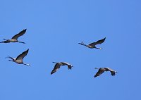 Die Flugschau ist eröffnet Bild: Die Flugschau ist eröffnet