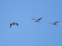Die Flugschau ist eröffnet Bild: Die Flugschau ist eröffnet