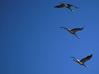Die Flugschau ist eröffnet Bild: Die Flugschau ist eröffnet
