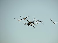 Die Flugschau ist eröffnet Bild: Die Flugschau ist eröffnet