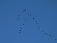 Die Flugschau ist eröffnet Bild: Die Flugschau ist eröffnet