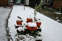 Kürbiskameraden im Schnee Bild: Kürbiskameraden im Schnee