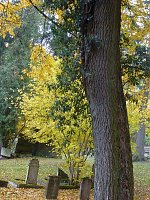 Bild: Rundgang auf J&uuml;dischem Friedhof