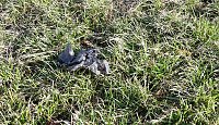 Bild: Es ist schon erstaunlich was da so alles entlang der Wipper in Sondershausen abgeladen wird. Dabei hat kn wieder einige frische und alte Entdeckungen gemacht�  ###pic### Hier wurden mal wieder in einem M&uuml;llsack offensichtlich alte Pflanzgef&auml;&szlig;e entsorgt. So weit ja noch ganz gut.  ###pic### Muss man aber seine M&uuml;llt&uuml;ten unbedingt auf dem Wipperdamm nahe der Kiesgrube ablegen. Wer macht sich die M&uuml;h