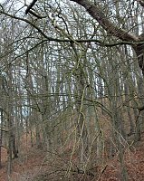 Bild: Br&uuml;ckental von Sondershausen meiden