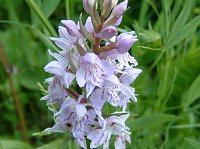 Bild: Orchideenfest G&uuml;nserode
