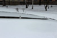 Bild: Gef&auml;hrlicher Leichtsinn auf Parkteich