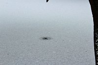 Bild: Gef&auml;hrlicher Leichtsinn auf Parkteich