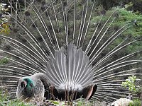 Bild: Fr&uuml;hlingserwachen in der Vogelwelt