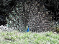 Bild: Fr&uuml;hlingserwachen in der Vogelwelt