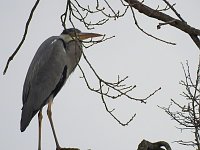 Bild: Fr&uuml;hlingserwachen in der Vogelwelt