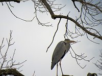 Bild: Fr&uuml;hlingserwachen in der Vogelwelt