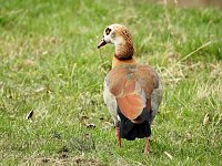 Bild: Fr&uuml;hlingserwachen in der Vogelwelt
