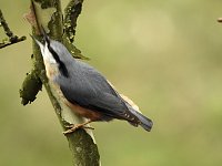 Bild: Fr&uuml;hlingserwachen in der Vogelwelt