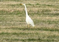 Bild: Fr&uuml;hlingserwachen in der Vogelwelt